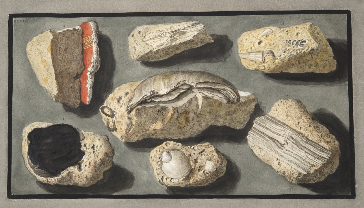 Eksemplarer af Tufa fundet i og omkring Herculaneum, Plade XXXXV, fra 