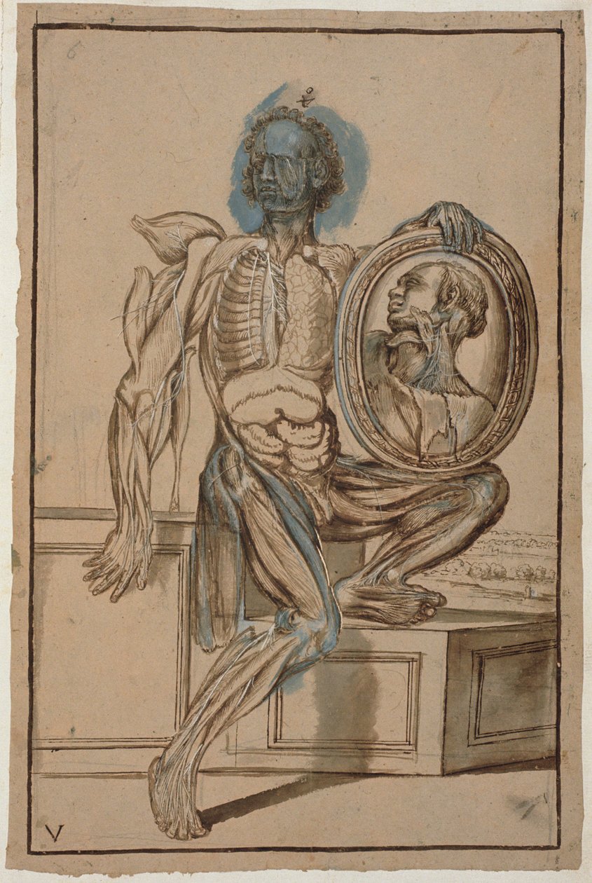 Ms Hunter 653 Plade V Anatomisk tegning, ca. 1610 (blyant og kridt på papir) af Pietro da Cortona