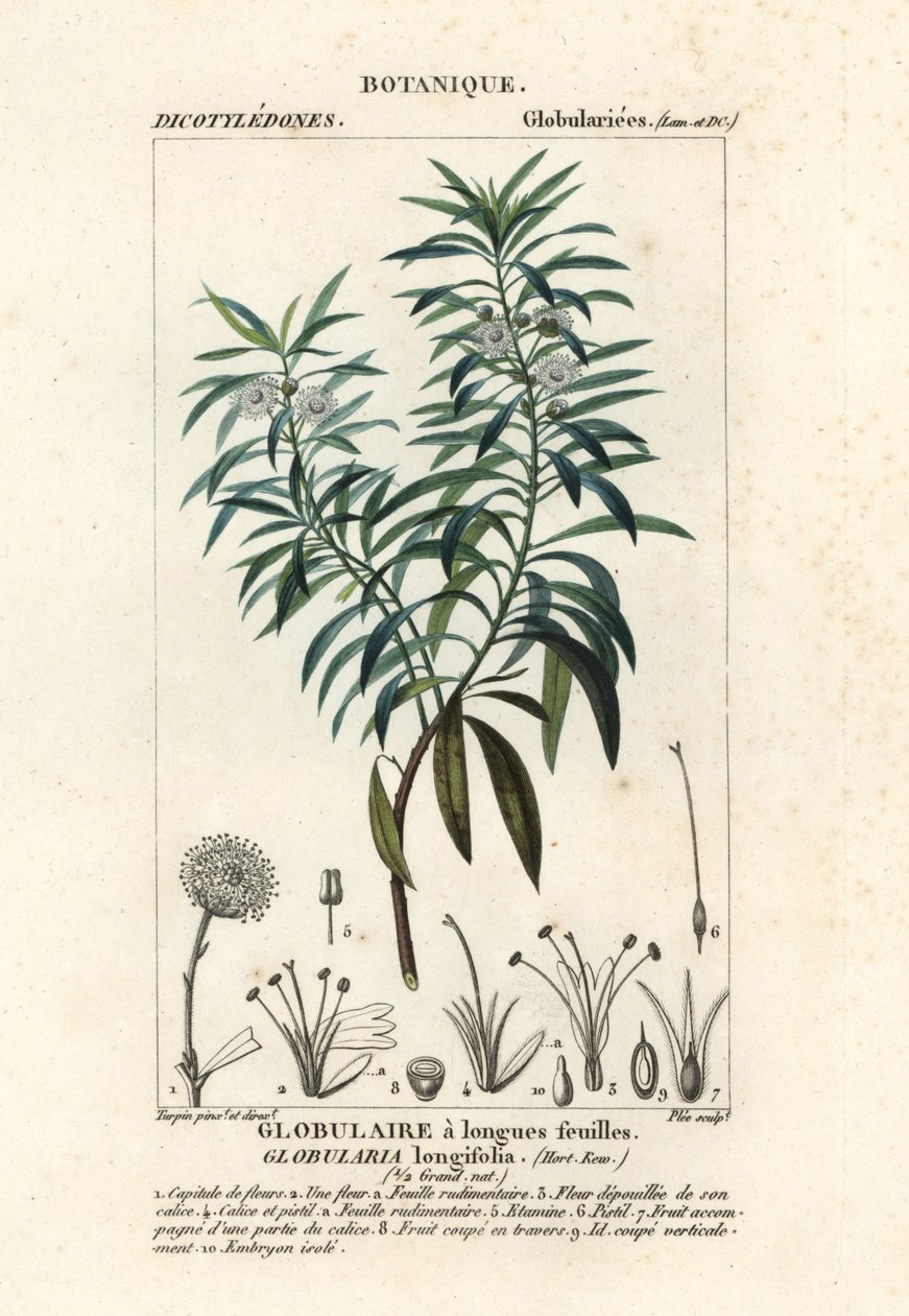 Globus daisy, Globularia salicina af Plee Plee