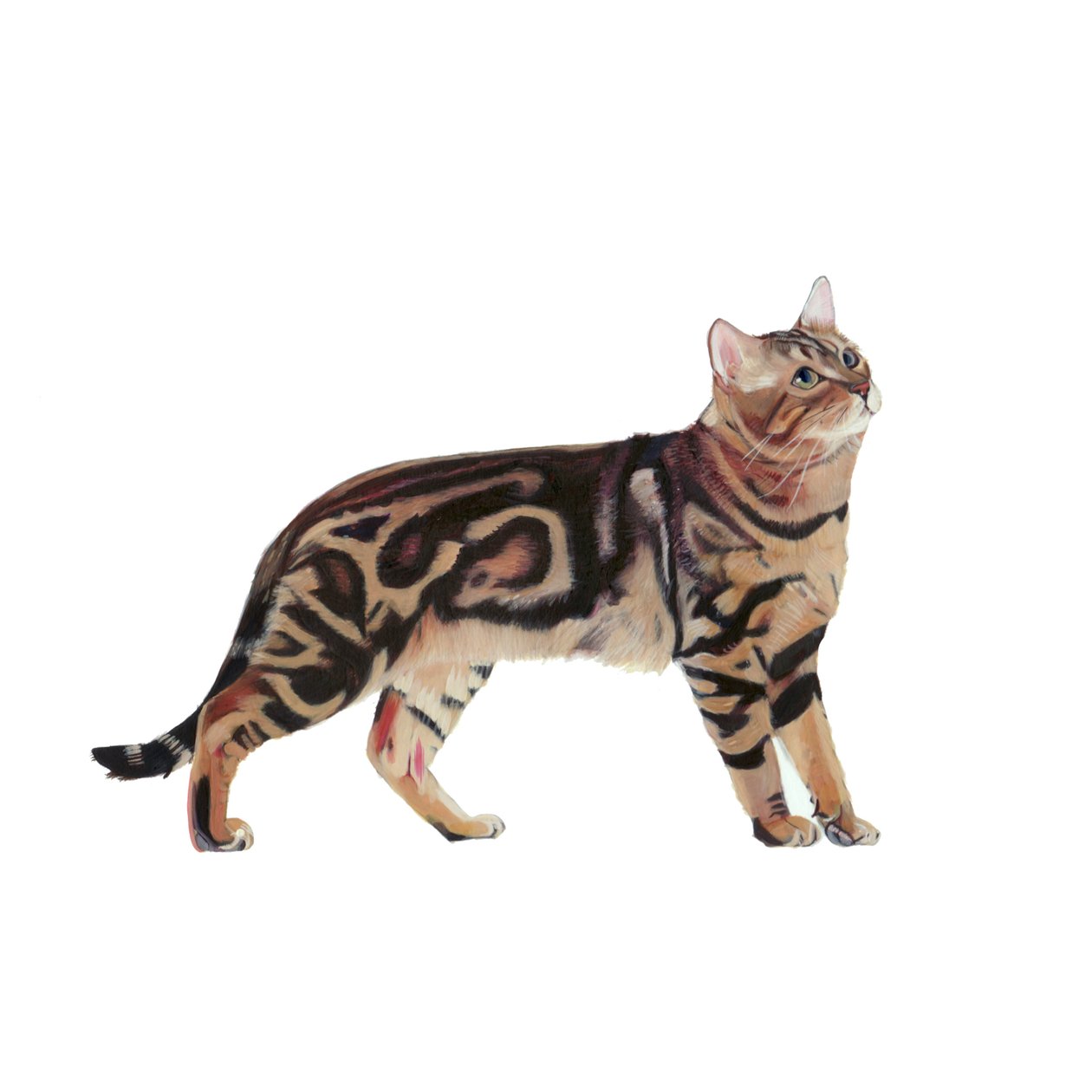 Bengal, 2014 (akvarel og gouache på papir) af Polly Horner
