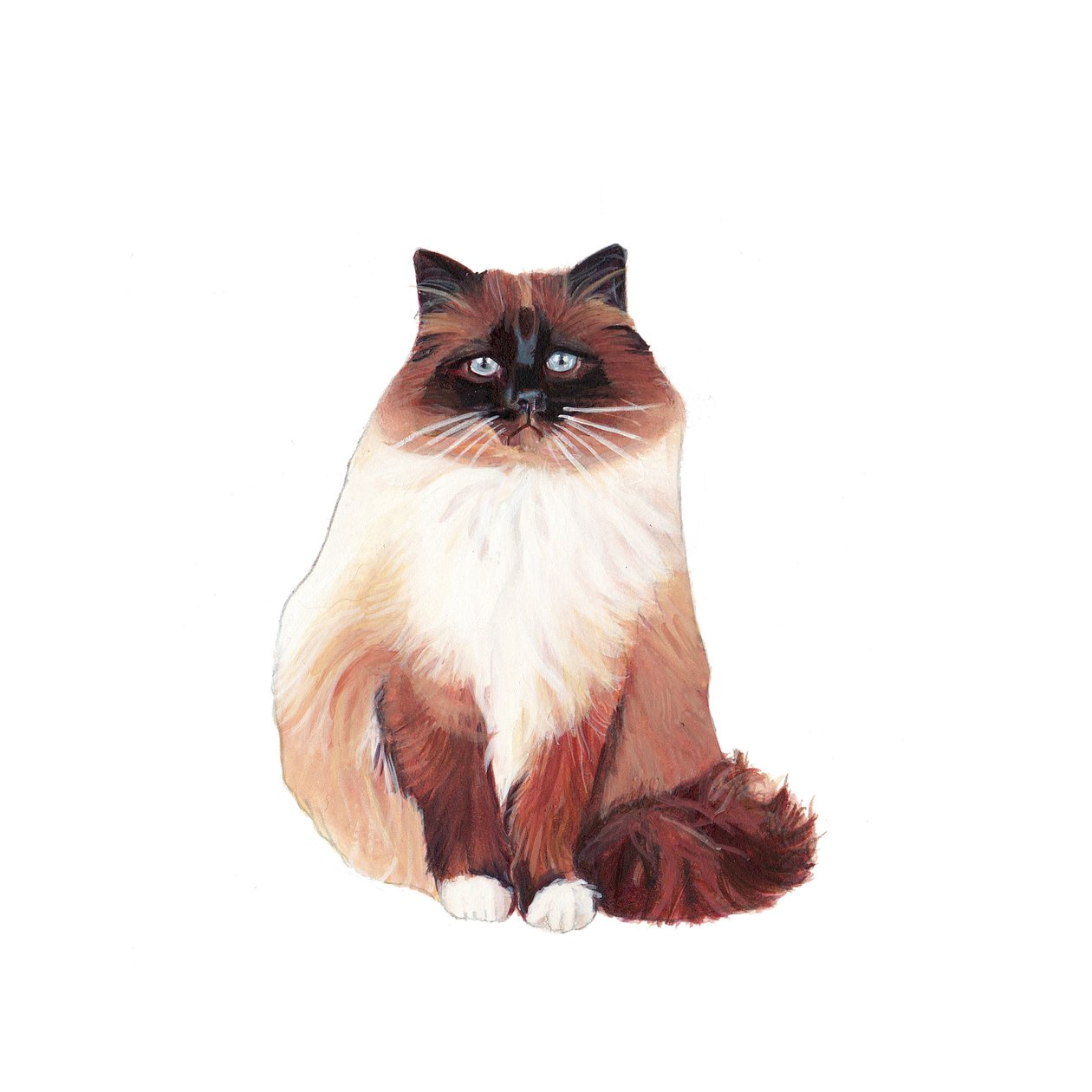 Birman Cat, 2014 (akvarel og gouache på papir) af Polly Horner