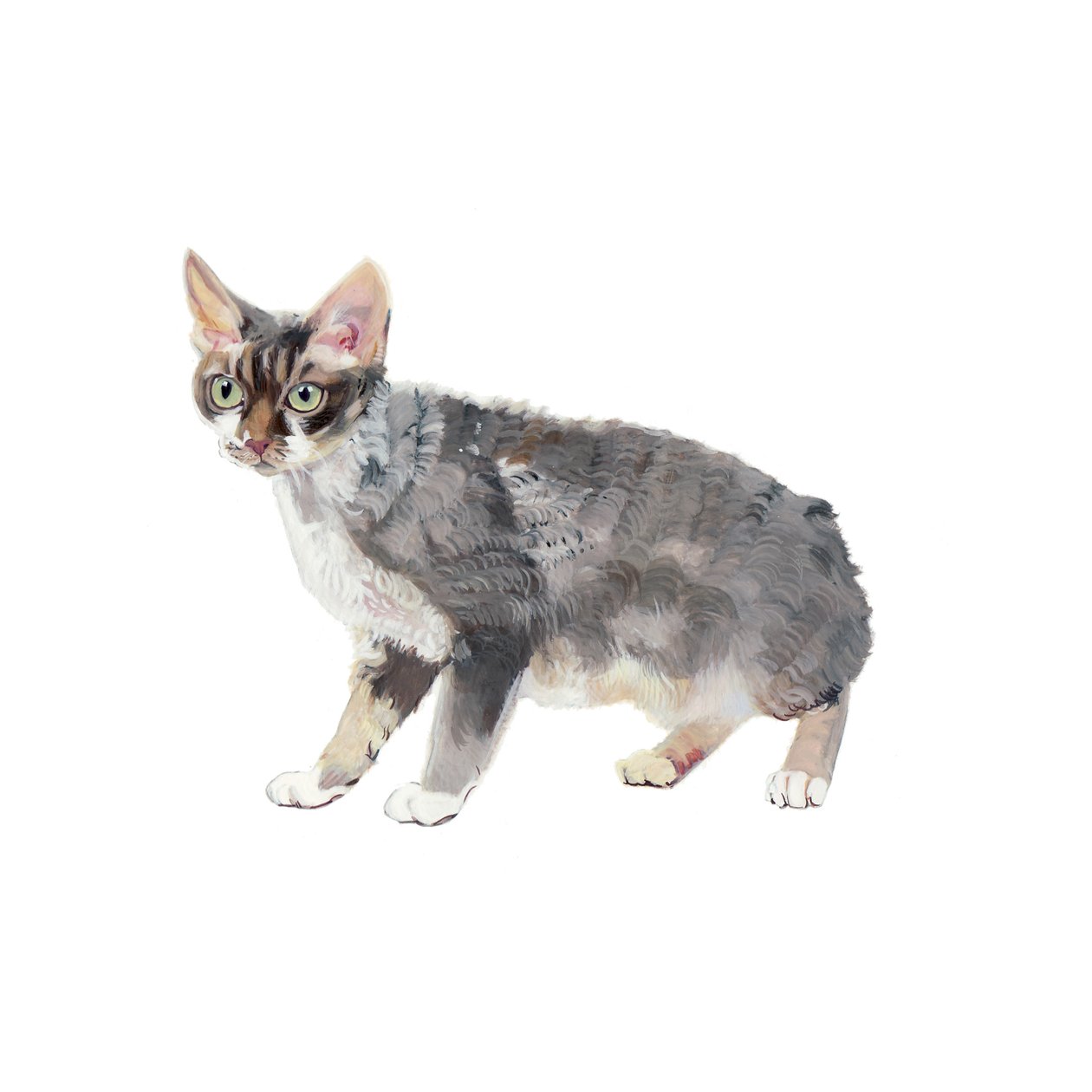Devon Rex, 2014 (akvarel og gouache på papir) af Polly Horner