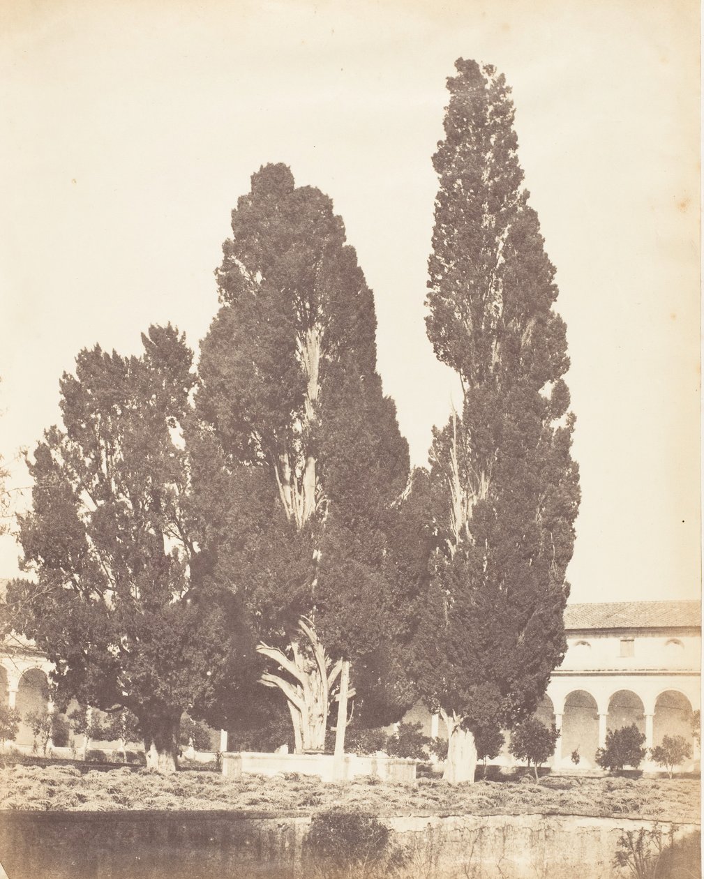 Gamle cypresser i karteuserklosteret, Rom, 1853-56. af Possibly by Jane Martha St. John.