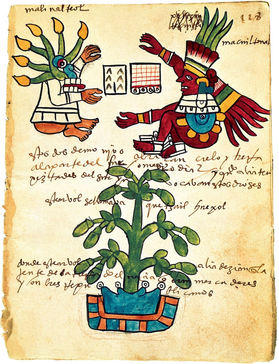 Kakaotræ fra Codex Tudela, 1553 af Pre Columbian art