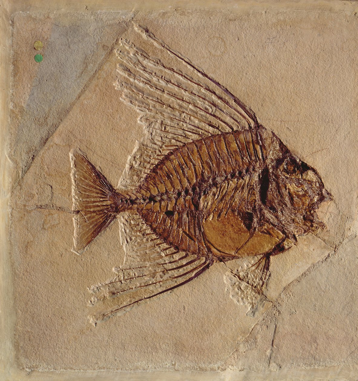 Fisk (fossil) af Prehistoric