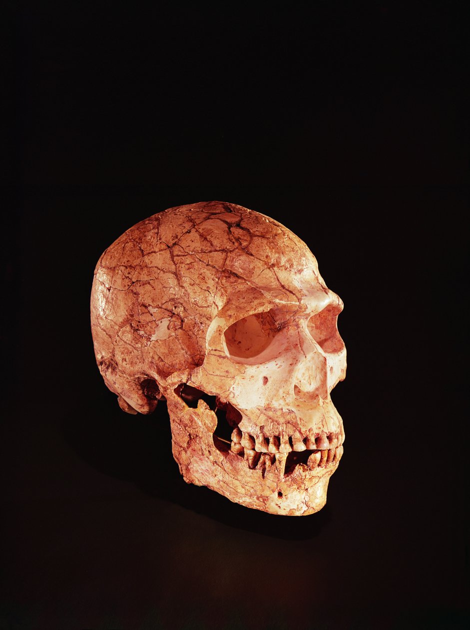 Neandertaler-kranie, opdaget på Mt Carmel, Palæstina ca. 1920 (knogle) af Prehistoric