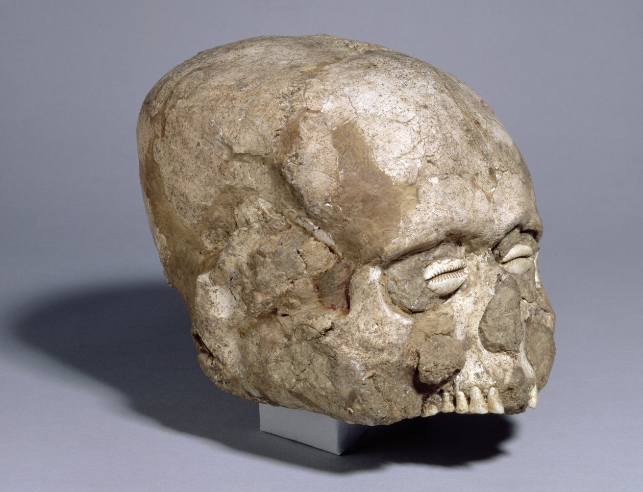Portrætkranie med cowrie-skaløjne, Jericho, ca. 7. årtusinde f.Kr. (kranie, gips, skal) af Prehistoric