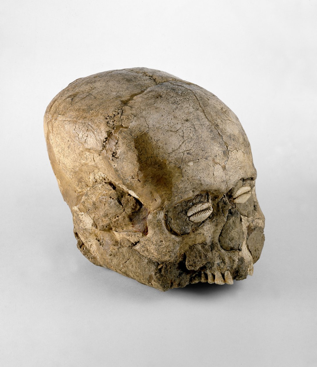 Portrætkranie med øjne af kauriskal, Jericho, ca. 7. årtusinde f.Kr. (kranie, gips og skal) af Prehistoric