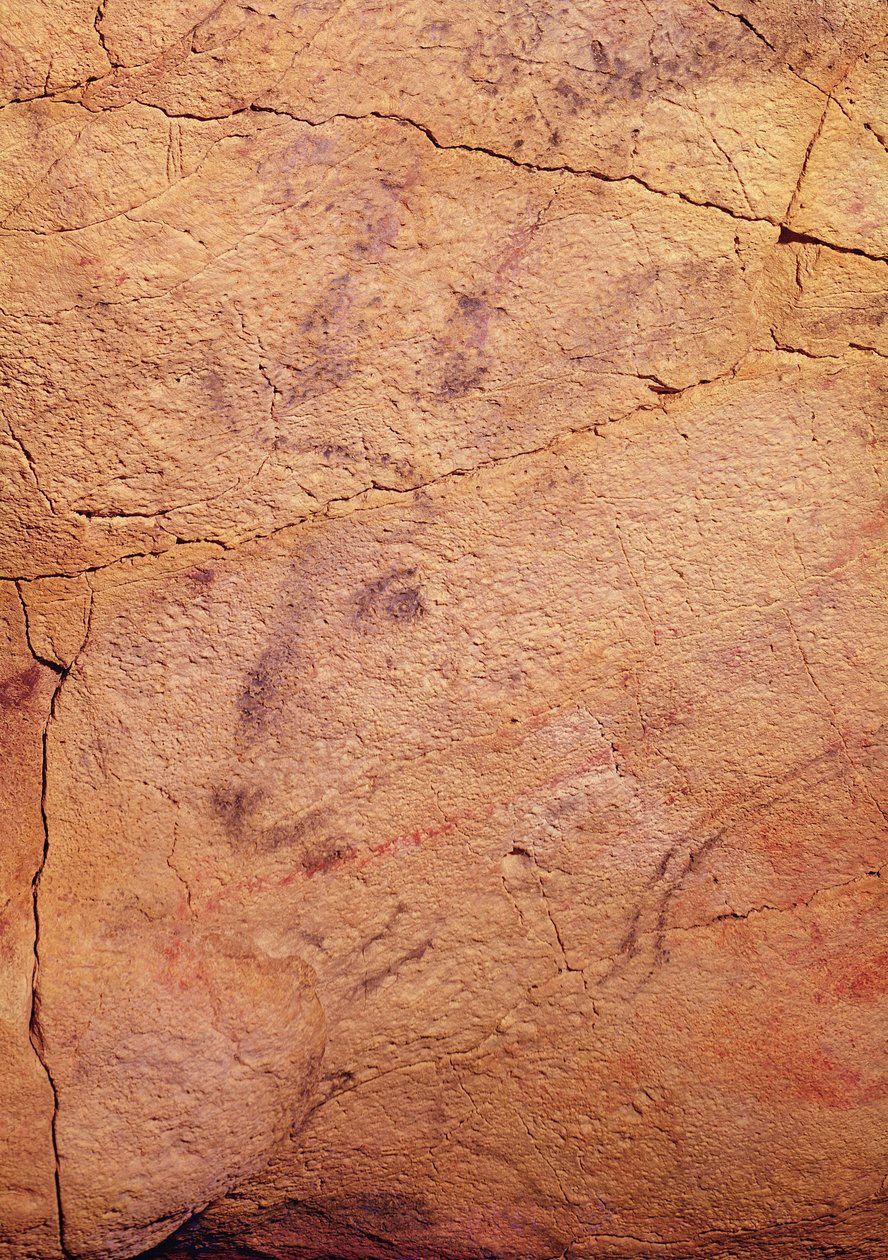 Hoved af en lille kronhjort, fra hulerne ved Altamira, ca. 15000-8000 f.Kr. (hulemaleri) af Prehistoric