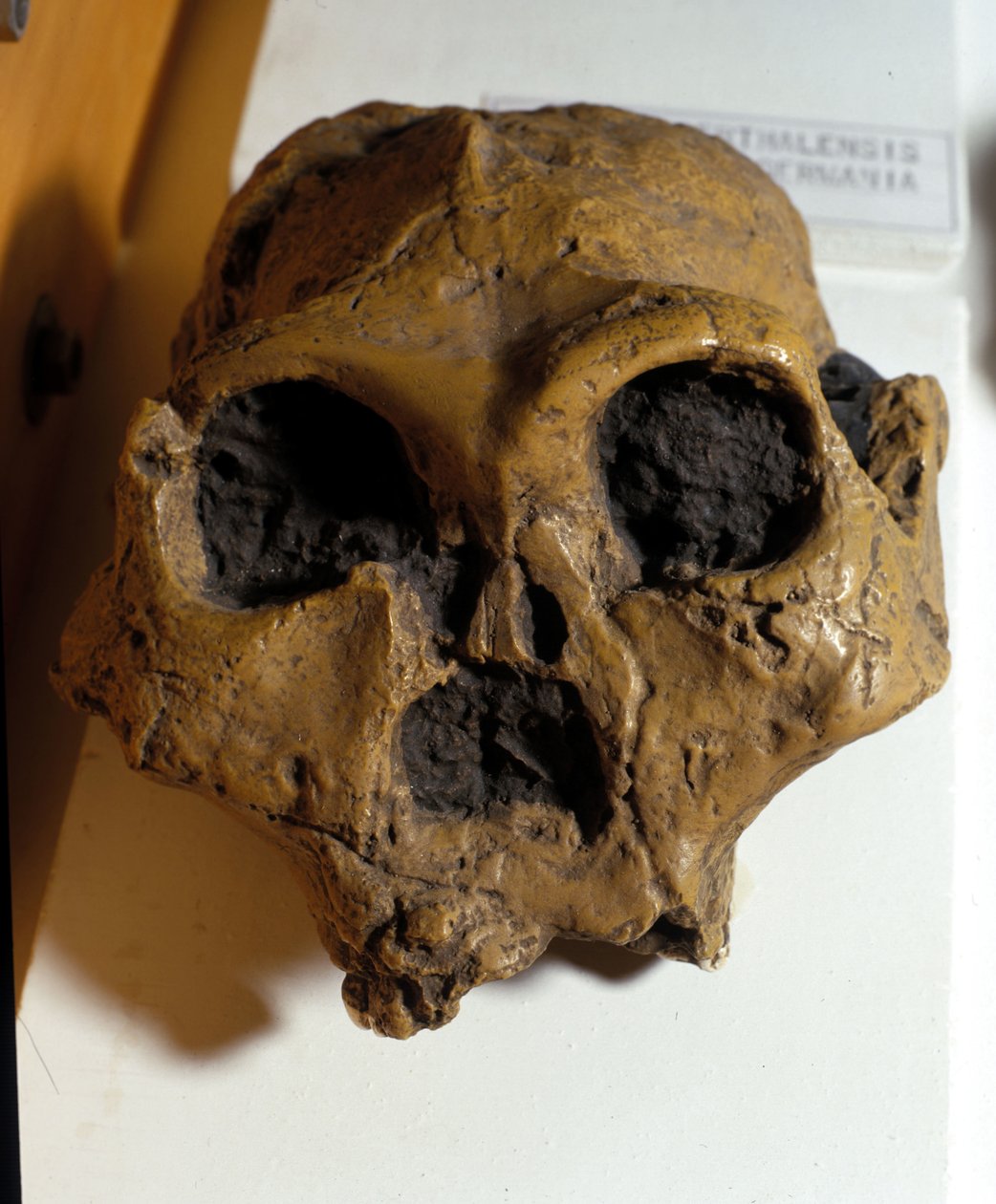 Australopithecus Africanus. Sterkfontein, Sydafrika. Kraniet er omkring 2,5 millioner år gammelt. af Prehistoric Prehistoric
