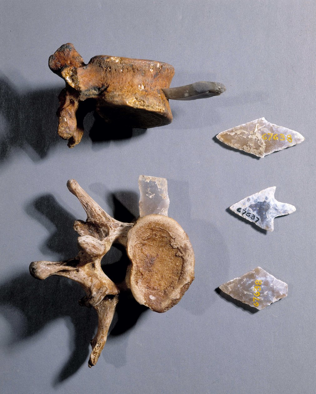 Flint med forhistorisk knogle i, Museum of National Antiquities. af Prehistoric Prehistoric