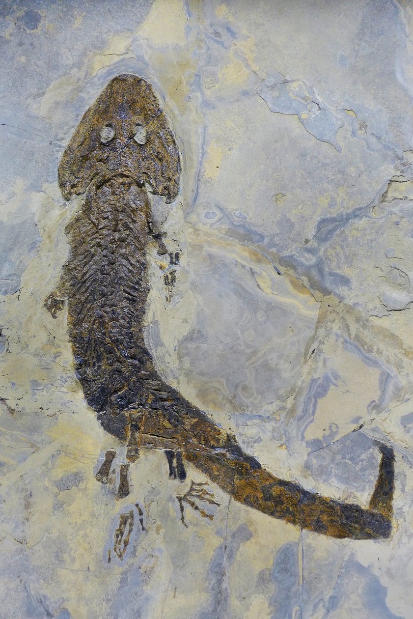 Fossilt fodaftryk af Sclerocephalus sp, perm amfibie (objekt) af Prehistoric Prehistoric