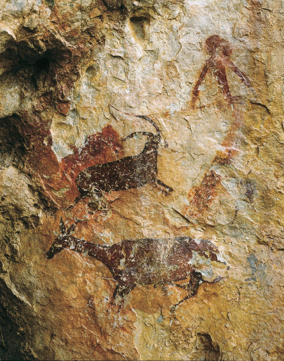 Jagtscene med en hjort og en stenbuk (25000-15000 f.Kr.). Øvre palæolitikum. El Perello, hulen La Cabra Freixet. af Prehistoric Prehistoric