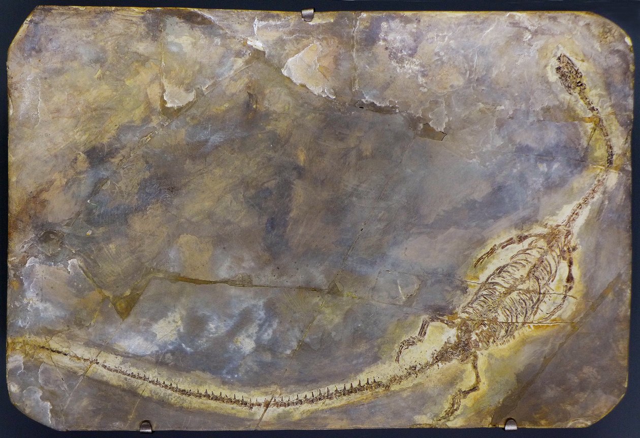Hyphalosaurus lingyuanensis fossil (genstand) af Prehistoric Prehistoric