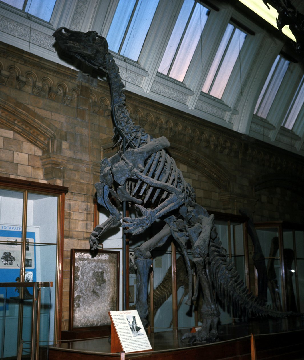 Iguanodon af Prehistoric Prehistoric