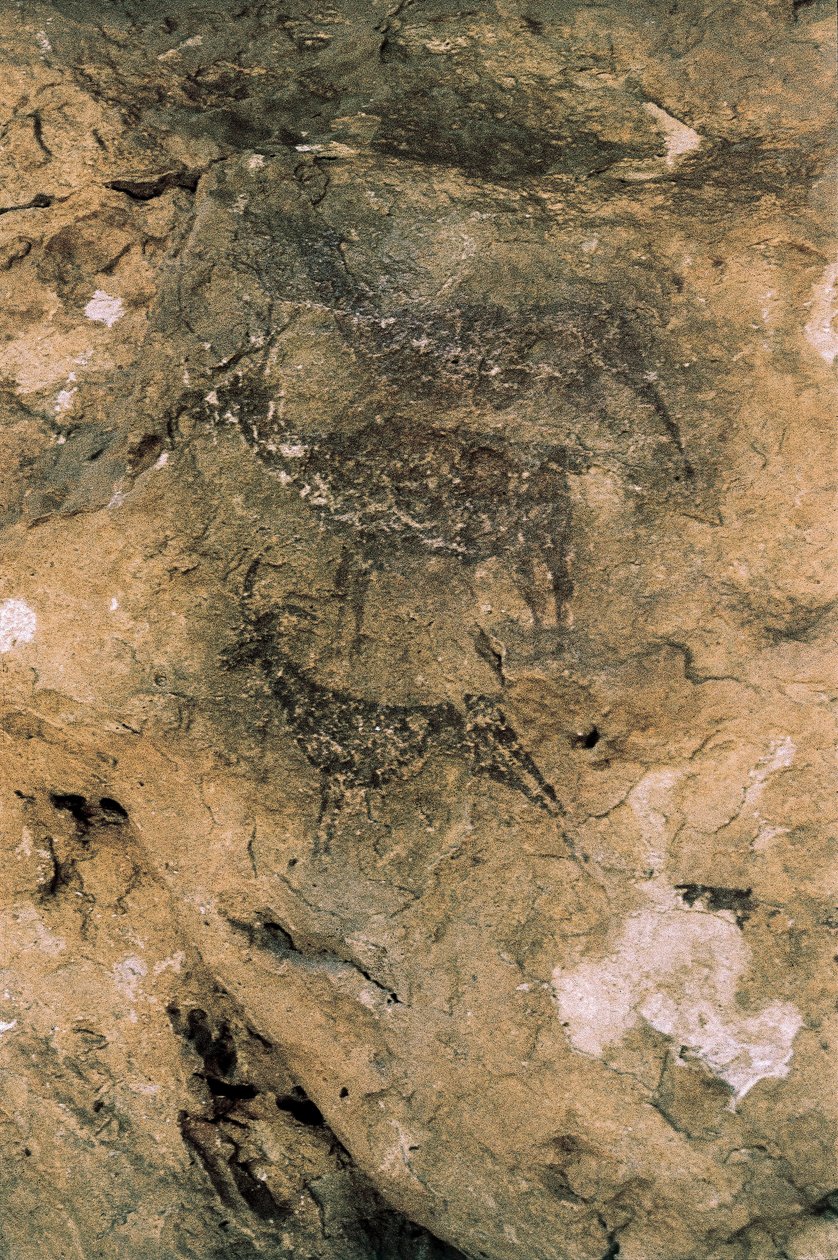 Mesolitisk klippekunst: Hjorte og geder (8000-7000 f.Kr.), Spanien, Bicorp, La Arana-hulen (maleri) af Prehistoric Prehistoric