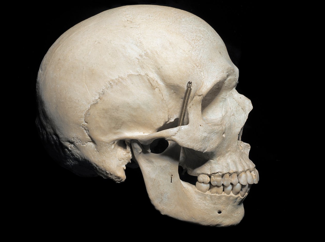Palæontologi: Trane af Homo sapiens til stede, Civic Museum of Natural History, Milano af Prehistoric Prehistoric
