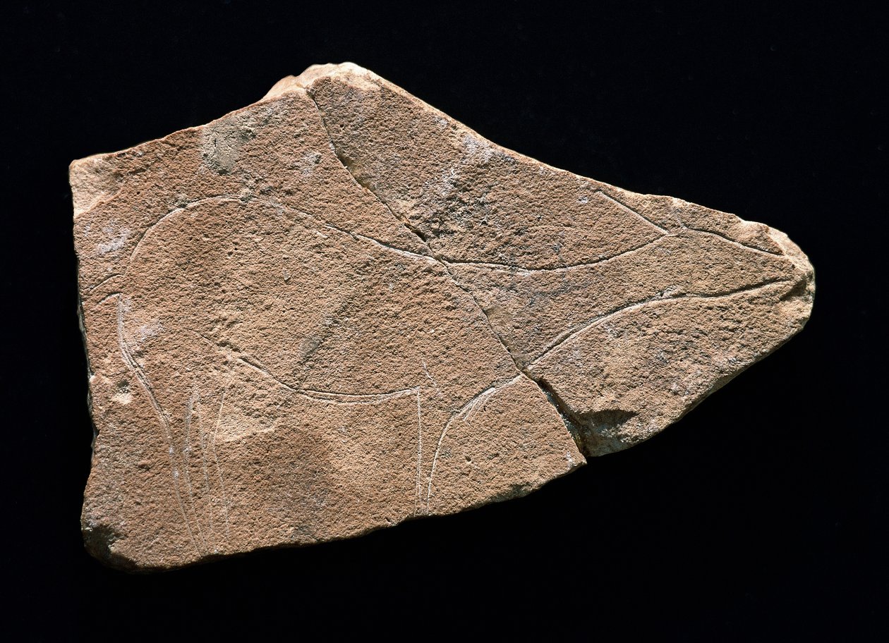Helleristning, der repræsenterer en hjort, Parpallo Cave, Spanien. Øvre palæolitikum, Solutreen (gravering) af Prehistoric Prehistoric