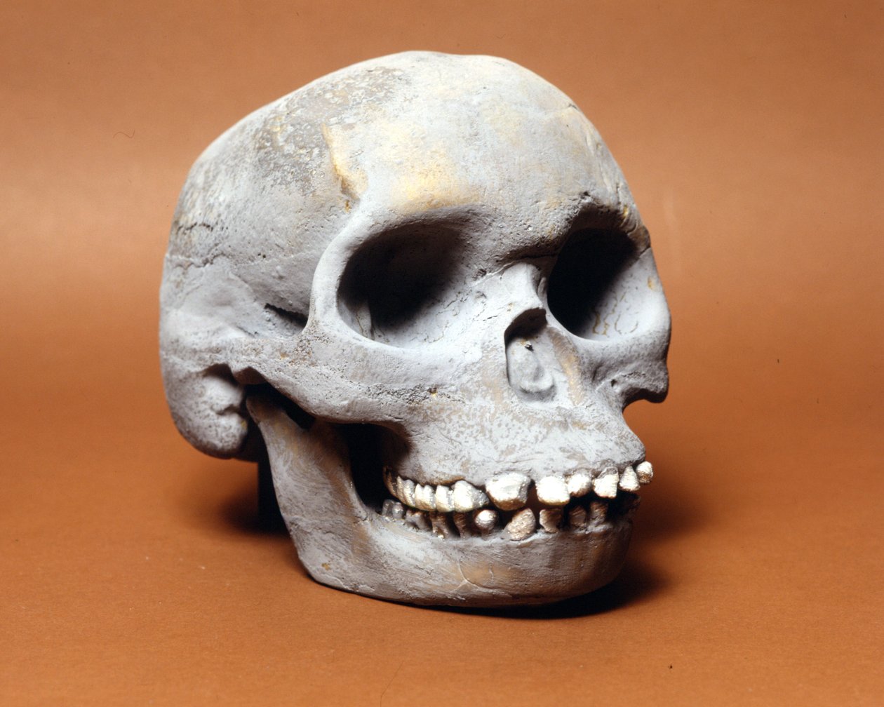 Piltdowns mand: kraniet af en primitiv mand, et led i evolutionens kæde mellem abe og menneske opdaget af Woodward og Dawson. En af de mange kopier af kraniet opbevaret på Natural History Museum i Milano. af Prehistoric Prehistoric