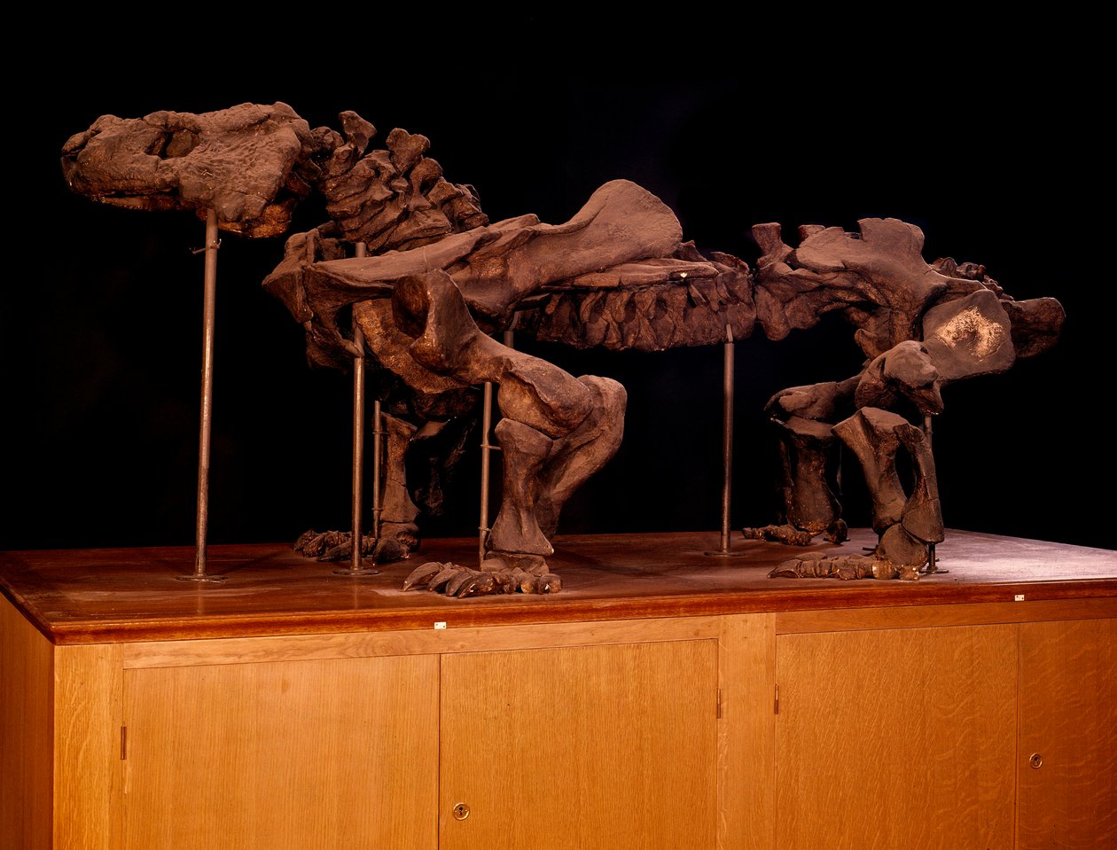 Forhistorie; dinosaurer: skelet af ichthyosaur. Paris, naturhistorisk museum af Prehistoric Prehistoric