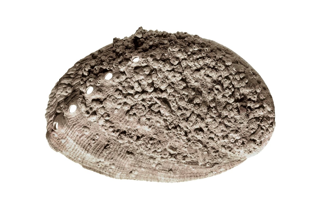 Forhistorisk kunst: skalfossil. Fra grotten La Riera, Barcelona (foto) af Prehistoric Prehistoric