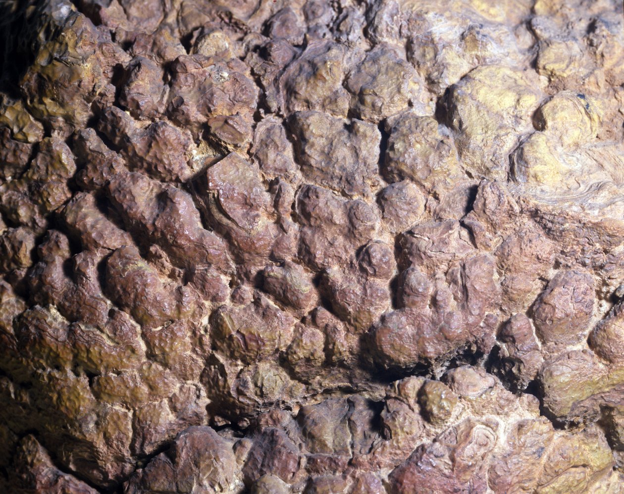 Forhistorie: Collenia-sten af stromatolit eller stromatolit fra Nordafrika. Silur periode. af Prehistoric Prehistoric