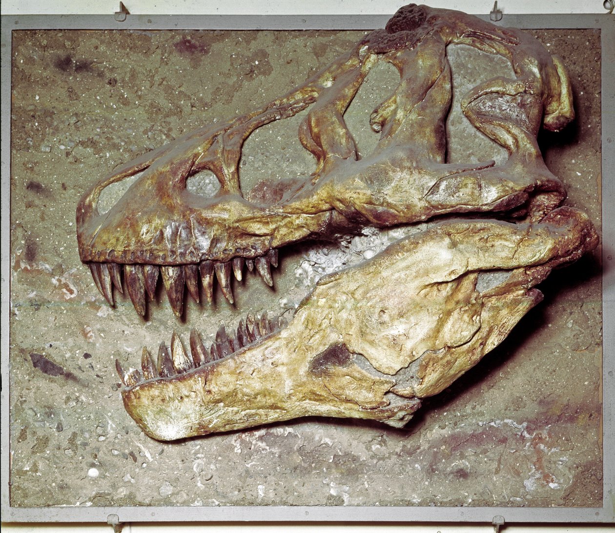 Forhistorie: Dinosaur-kranie Tyrannosaurus rex (T Rex eller tyrannosaur). Kridt periode. Civic Museum of Natural History, Milano af Prehistoric Prehistoric