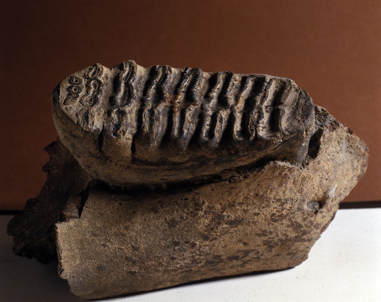 Forhistorie: Elephatand, kæmpe elefant. Cenozoicens tidsalder, Periode Pliocæn. genforenet i Manndorf, Østrig af Prehistoric Prehistoric