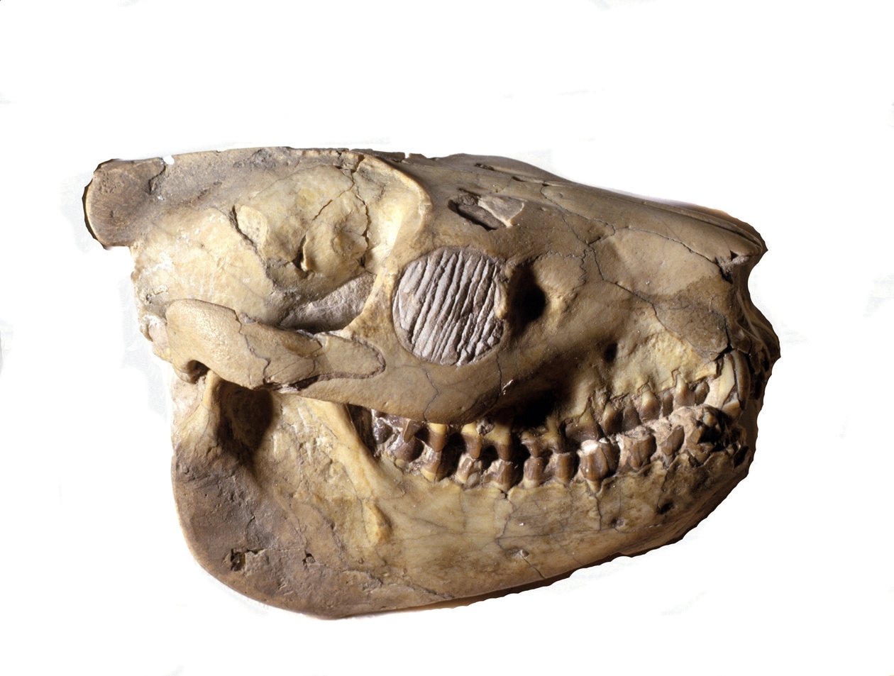 Forhistorie: Oreodons kranium (eller Merycoidodon), dinosaur. Cenozoic æra, oligocæn periode. fundet i South Dakota i USA. af Prehistoric Prehistoric