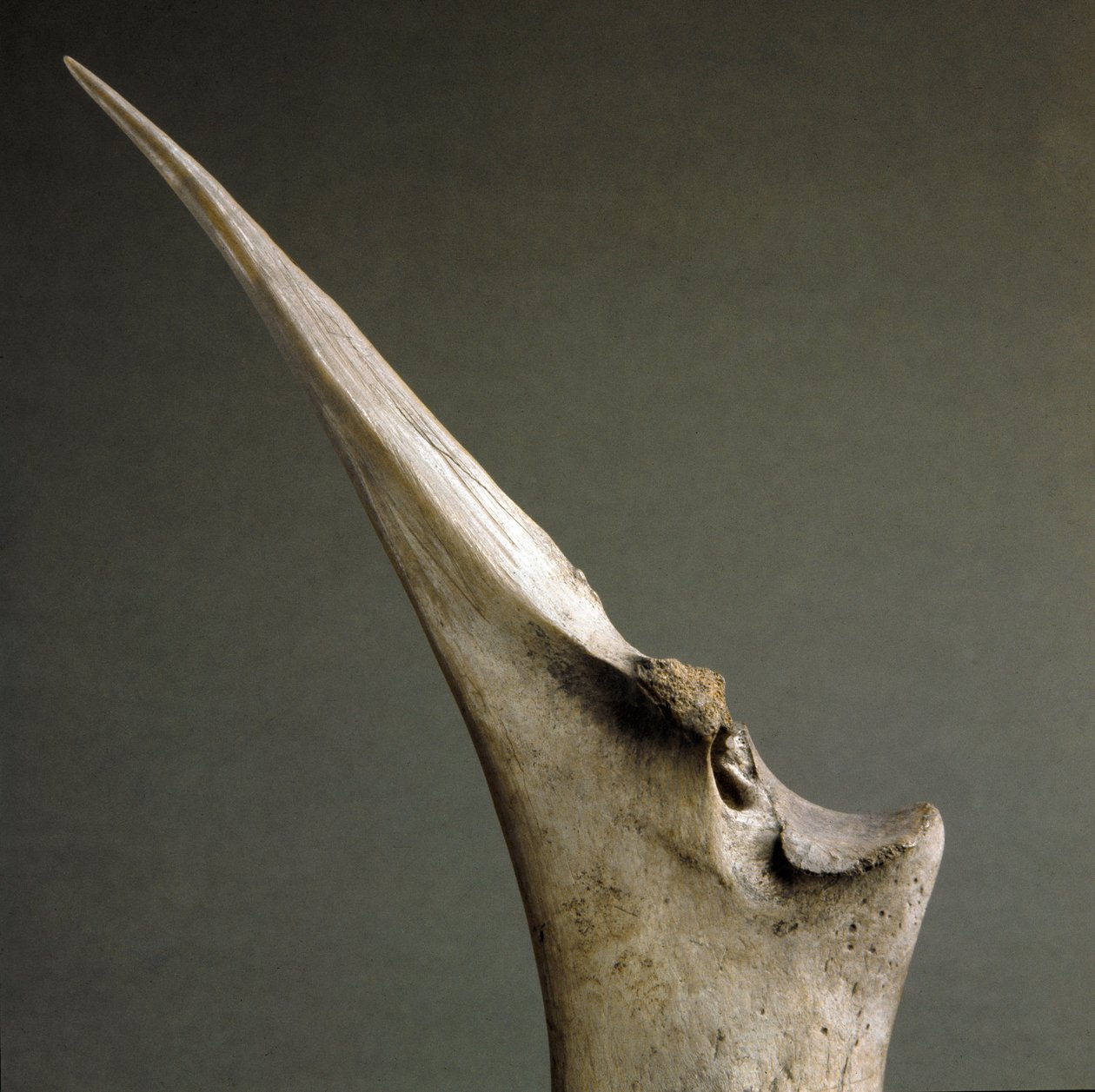 Forhistorie, Polada-kultur: spidsen af ​​knogler fra Polada Tourbiere, Lonato. Bronzealder. Rom, Luigi Pigorini Nationalmuseum for forhistorisk etnografi af Prehistoric Prehistoric