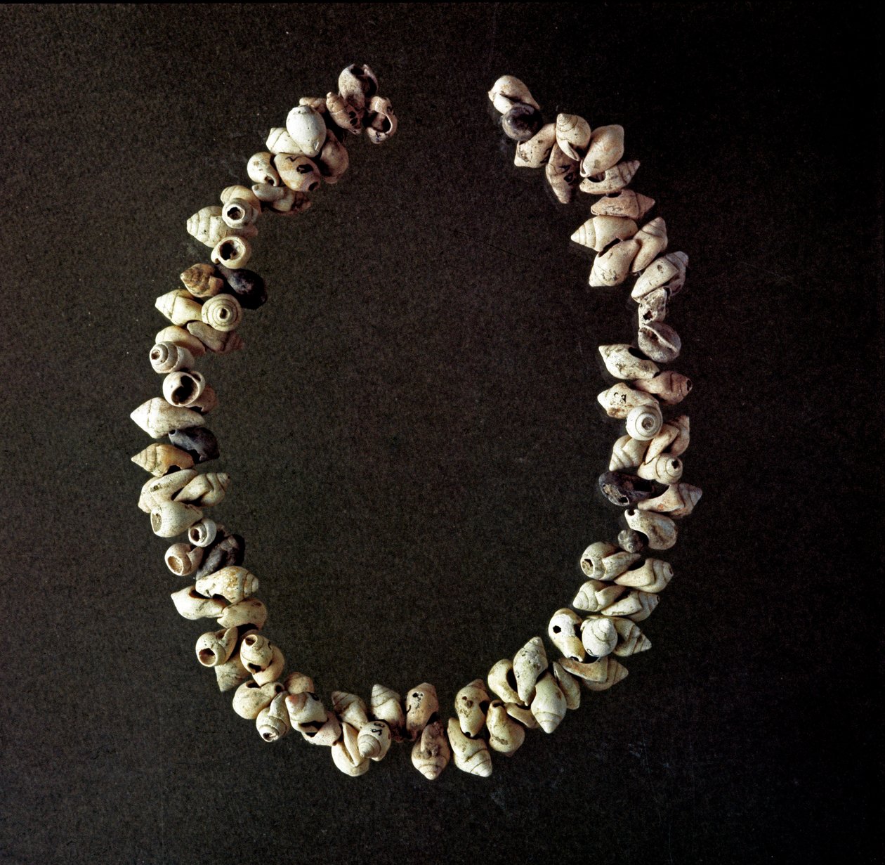 Forhistorie, stenalder: halskæde af skaller fra hulen Polesine, Venetie. Gennemsnitlig neolitikum. Rom, Luigi Pigorini Nationalmuseum for forhistorisk etnografi af Prehistoric Prehistoric