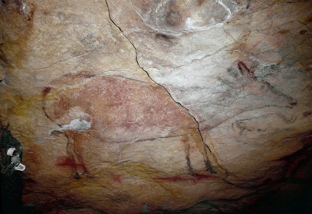 Forhistorie: "" en hjort"" klippemaleri af den øvre palæolitikum (magdalensk) (mellem 16500 og 14000 år siden) Stenalderhulen i Altamira, Santander, Spanien af Prehistoric Prehistoric