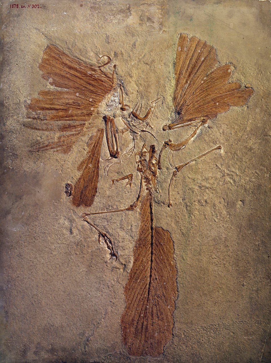 Forhistorisk: archeopteryx fossil, forhistorisk dyr af fuglefamilien. Paris, Naturhistorisk Museum af Prehistoric Prehistoric