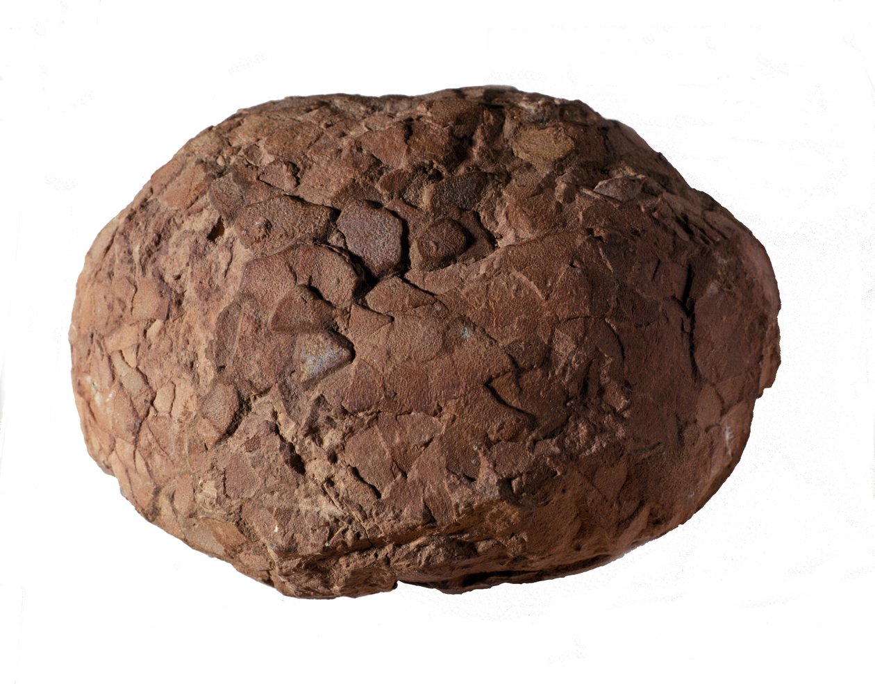 Forhistorie: dinosauræg fundet i Provence. Mesozoikum æra, jura periode. af Prehistoric Prehistoric