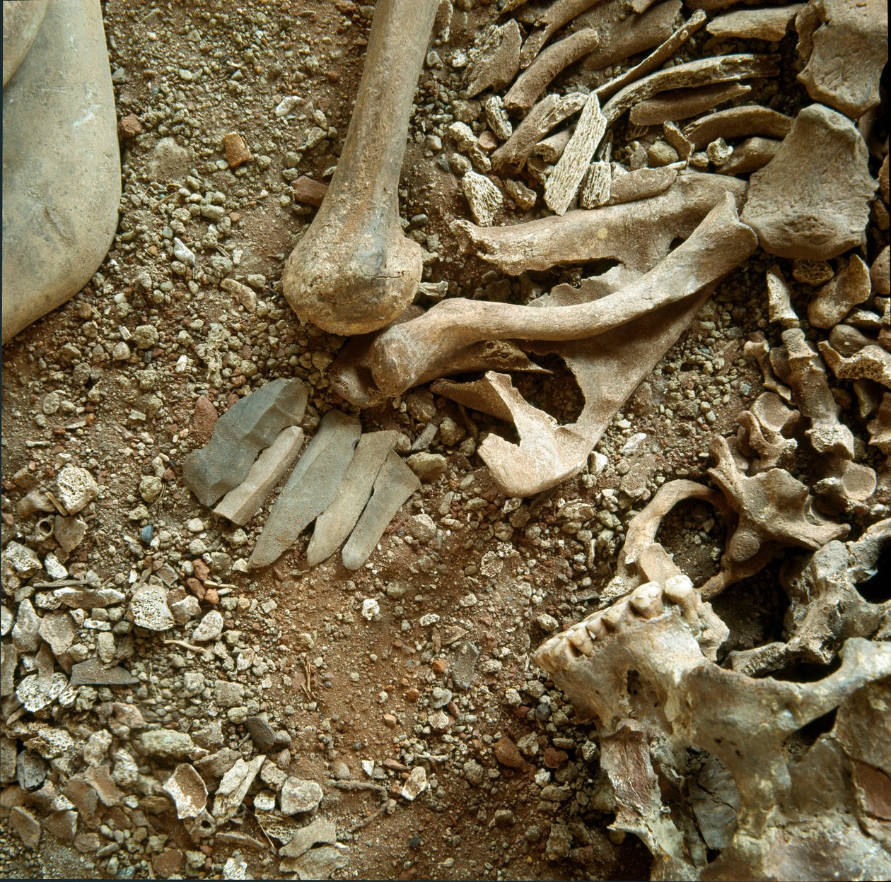 Forhistorie: dobbelt gravlæggelse af voksne og børn. Detaljevisning af begravelsesbuksen fra Candid Arene-hulen (Finale Liguria), Liguria. Jægerstenalder, 7000-6000 f.Kr. Gener, museo di archeologia ligure af Prehistoric Prehistoric