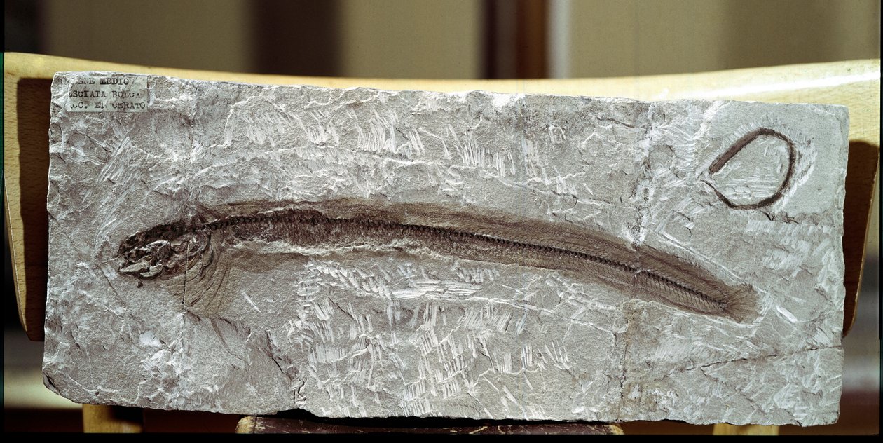 Forhistorie: fiskefossil Eomirus Formosissimus fra stedet for Bolca-bjerget (Italien). Eocæn periode. Civic Museum of Natural History, Milano af Prehistoric Prehistoric