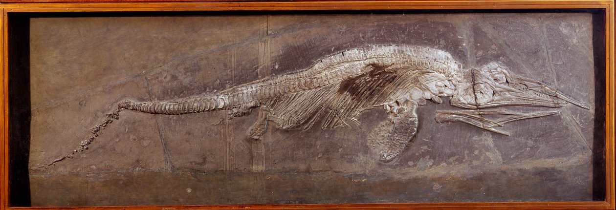 Forhistorie: fossil af Pareiasaudor, forhistorisk dyr, Paris, naturhistorisk museum af Prehistoric Prehistoric