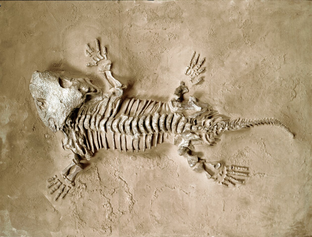 Forhistorie: fossiler af Seymouria Biolorensis amfibiekrybdyr fra Texas i USA. Perm periode. Civic Museum of Natural History, Milano af Prehistoric Prehistoric
