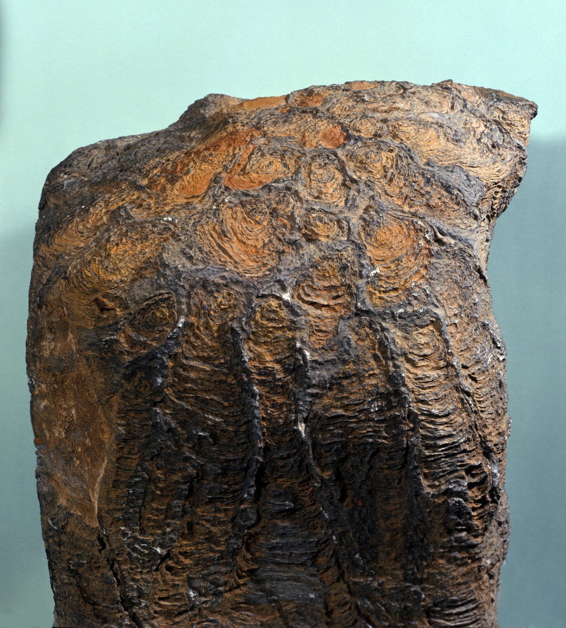 Forhistorie: fossil af Stromatolit (eller stromatolit), marin sten, arkæozoikum. fundet i Mauretanien. af Prehistoric Prehistoric