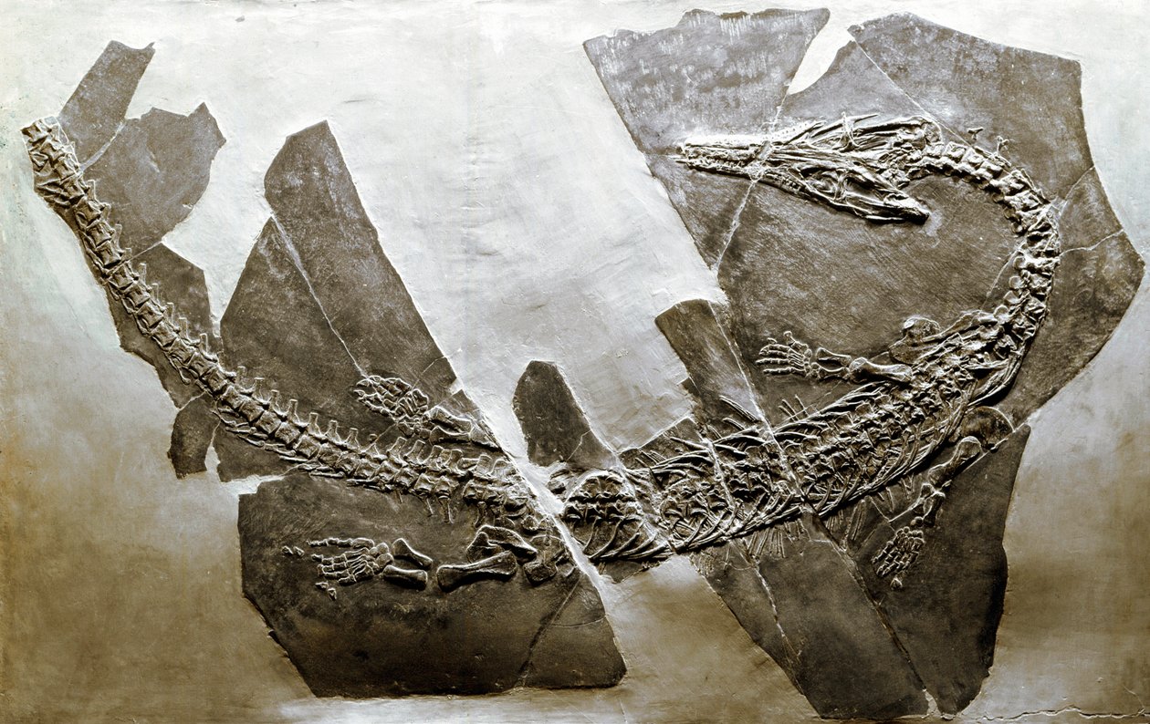 Forhistorie: fossil af vandkrybdyret Askeptosaurus italicus fra Besano (Italien). Periode af Mellemtrias. Museo civico di Storia Nature, Milano af Prehistoric Prehistoric