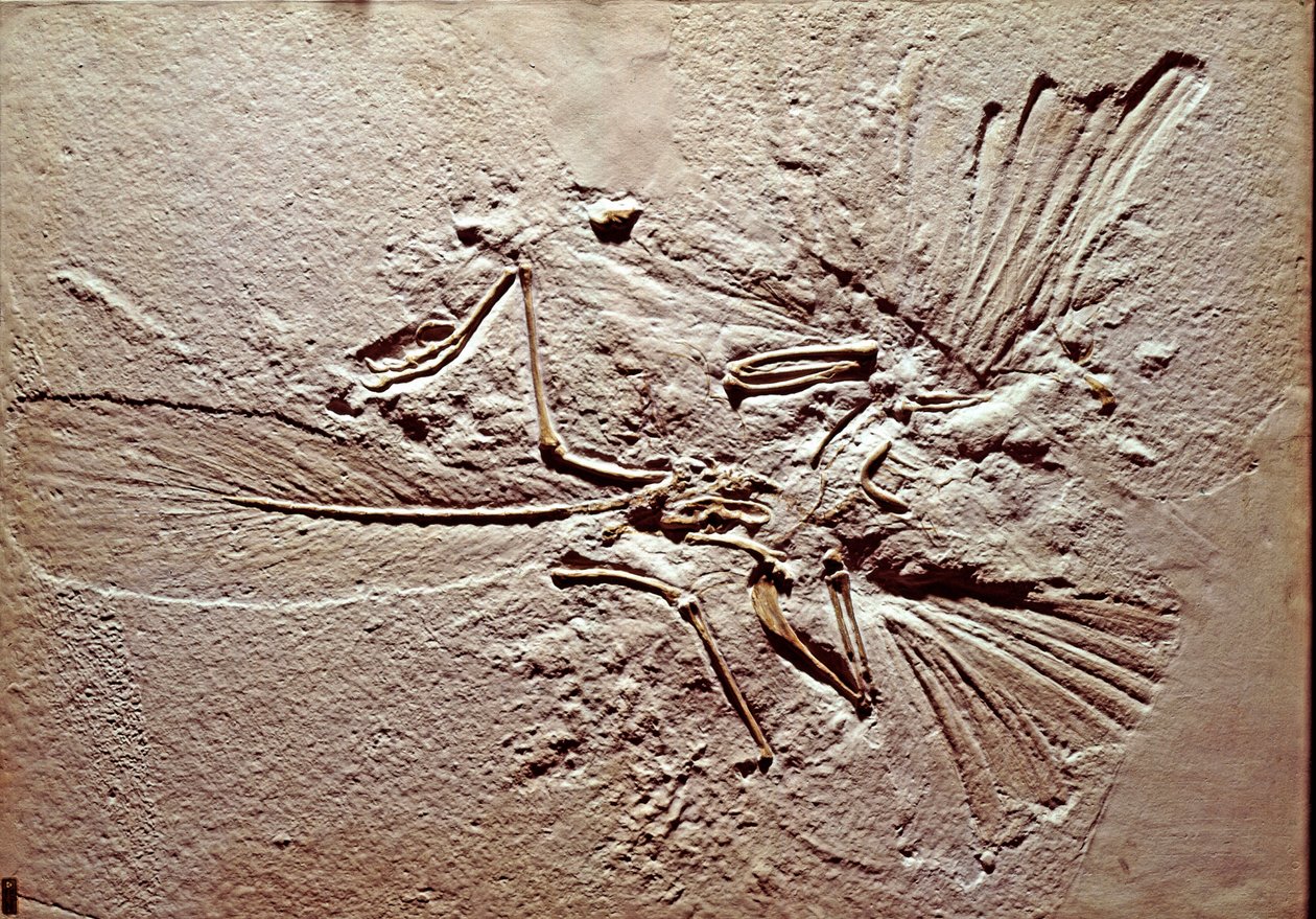 Forhistorie: fossil af fuglen Archaeopteryx (archeopteryx) Lithographica fra stedet Solnhofen (Tyskland). Superior Jurassic. Museo civico di Storia Nature, Milano af Prehistoric Prehistoric