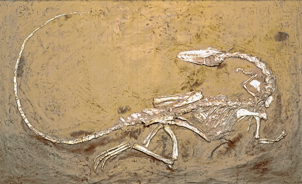 Forhistorie: fossil af dinosauren Coelophysis. Periode af Øvre Trias. Museo civico di Storia Nature, Milano af Prehistoric Prehistoric