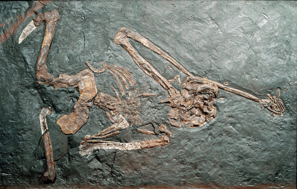 Forhistorie: fossil af den store Primate Oreopitheque (Oreopithecus bambolii) fra Mount Bamboli (Grosseto). miocæn æra. Civic Museum of Natural History, Milano af Prehistoric Prehistoric