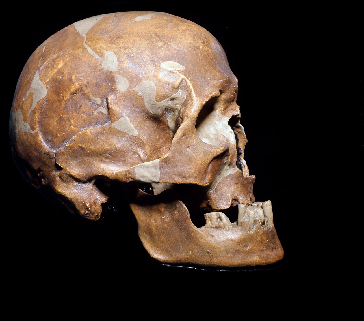 Forhistorie: fossilt kranie af Homo sapiens (Man of Cro-magnon eller Cro magnon eller Cromagnon) fra Chancelade (Dordogne). Magdaleniens kultur, øvre palæolitikum. 15.000 f.Kr. Civic Museum of Natural History, Milano - Forhistorie: fossil Homo sapiens Cro- af Prehistoric Prehistoric