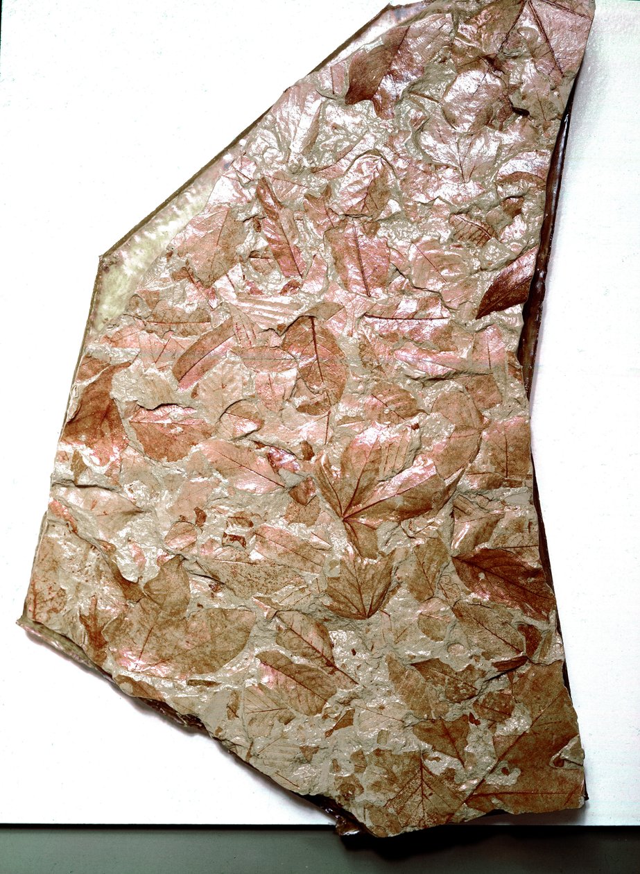 Forhistorie: forstenede blade fra Piemont (Italien). Periode af den underordnede kvartær. Museo civico di Storia Nature, Milano af Prehistoric Prehistoric