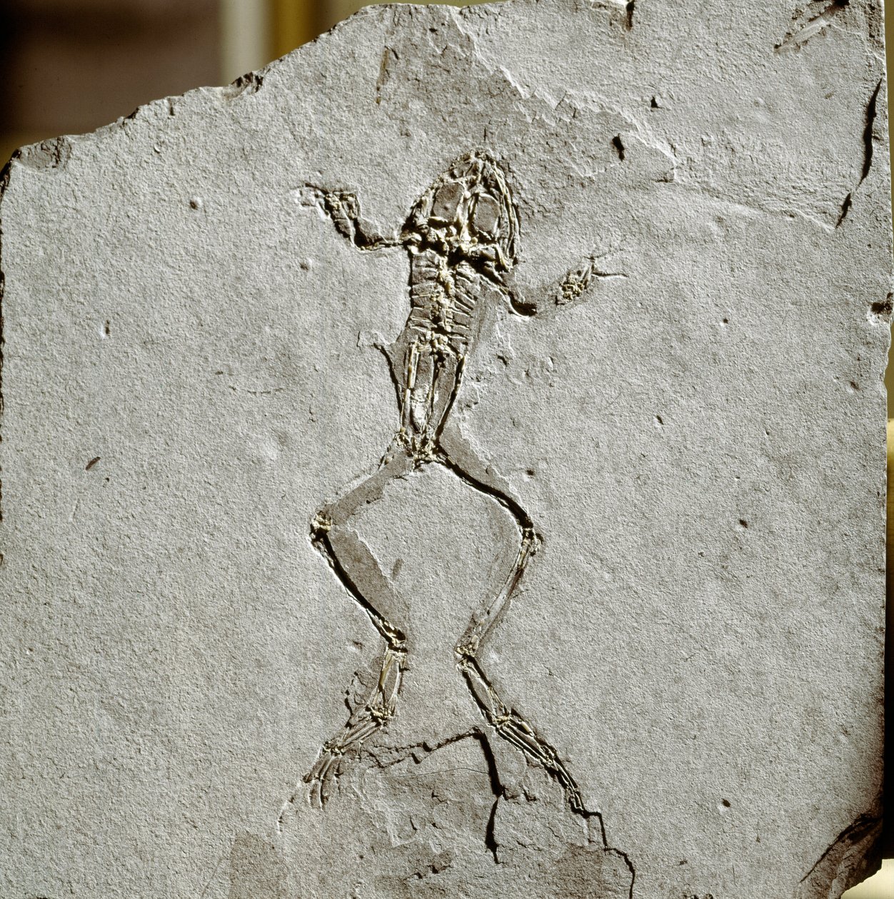 Forhistorie: frøfossil fra Pueyoi da Tervel-stedet i Spanien. miocæn æra. Civic Museum of Natural History, Milano af Prehistoric Prehistoric