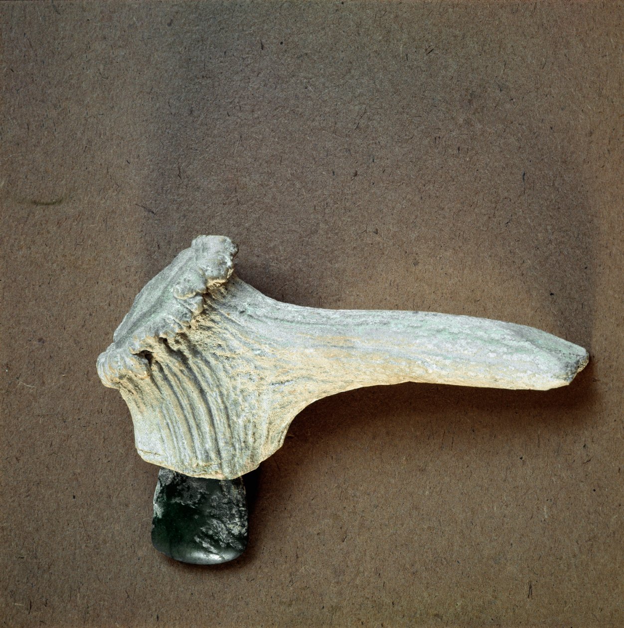 Forhistorie: grøn stenøkse med hjortehornskaft fra hulen Pollera (Finale Ligure), Ligurien. Mellemneolitikum, stenalder. Gener, museo di archeologia ligure af Prehistoric Prehistoric