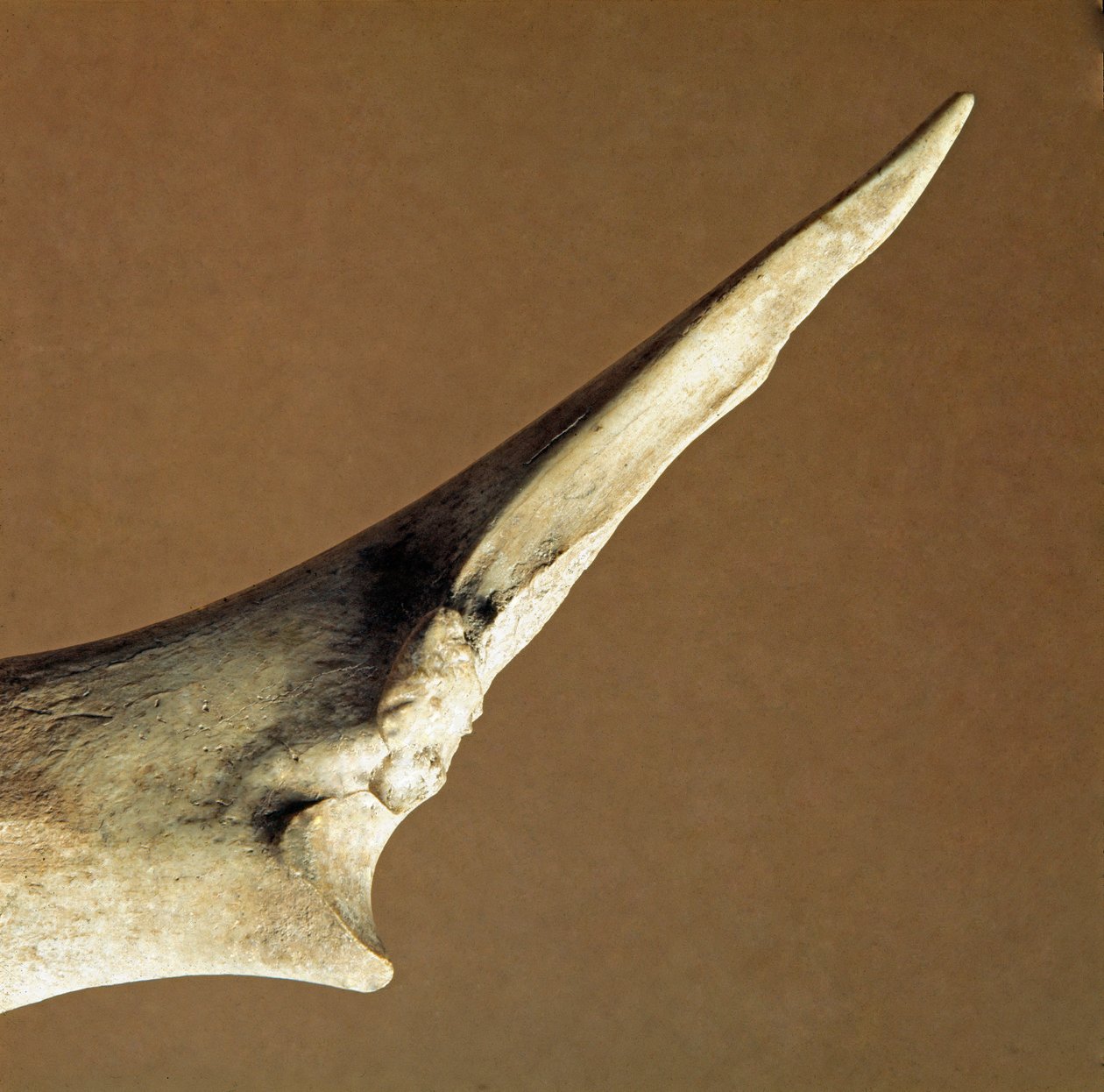 Forhistorie: kniv lavet af ulna fra oksekød fra Necropole of Arene Candide (Finale Liguria), Liguria. Nedre yngre stenalder, Peters alder. Gener, museo di archeologia ligure af Prehistoric Prehistoric