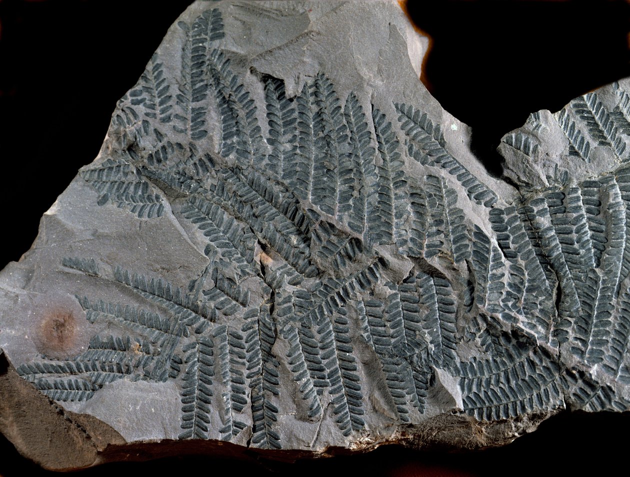 Forhistorie: periode med det højere kulstof. Fossil af Acitheca Poymorphe fra bregnefamilien. Find i Gottelborn i Tyskland af Prehistoric Prehistoric