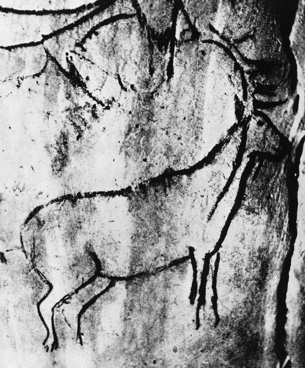 Forhistorie: repræsentation af en hjort i grotten Niaux i Ariège - fotografering. af Prehistoric Prehistoric